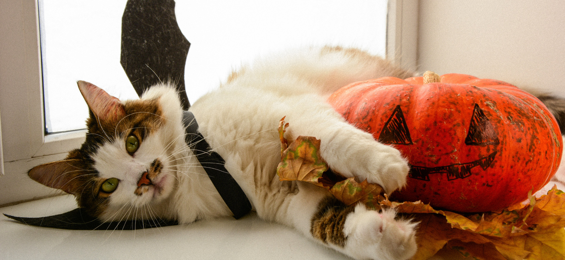 disfraces para gatos de halloween